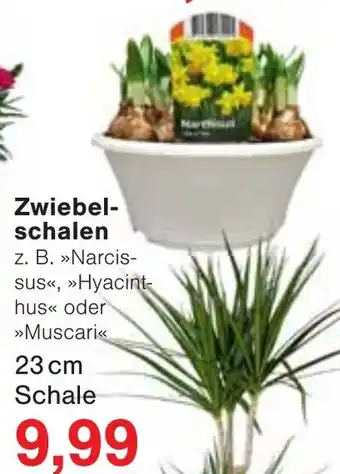 Wiglo Wunderland Zwiebel- schalen Angebot