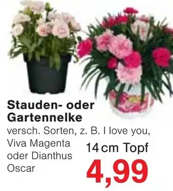 Wiglo Wunderland Stauden- oder Gartennelke Angebot