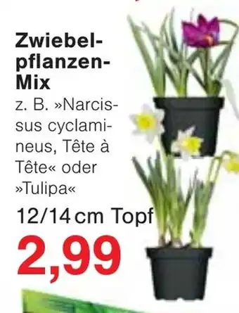 Wiglo Wunderland Zwiebel- pflanzen- Mix Angebot