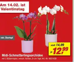 toom Baumarkt Midi-Schmetterlingsorchidee Angebot