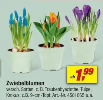 toom Baumarkt Zwiebelblumen Angebot