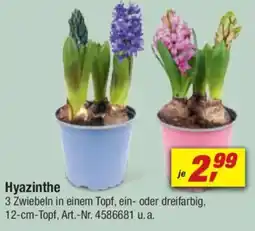 toom Baumarkt Hyazinthe Angebot