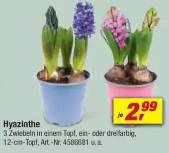 toom Baumarkt Hyazinthe Angebot