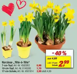 toom Baumarkt Narzisse,,Tête-à-tête" Angebot