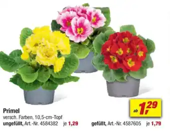 toom Baumarkt Primel Angebot