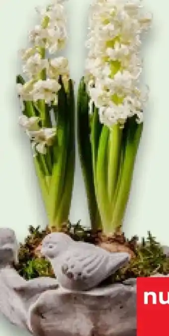 Kaufland Zwiebelpflanzen Angebot