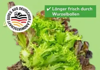 Kaufland Salate Angebot