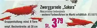 Hornbach Zwerggarnele „sakura” Angebot