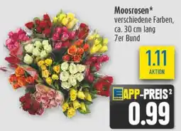 diska Moosrosen Angebot