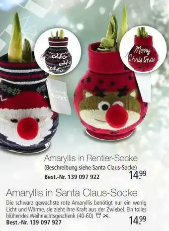 Weltbild Amaryllis In Santa Claus-socke Oder In Rentier-socke Angebot