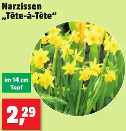 Thomas Philipps Narzissen ,,Tête-à-tête" Angebot