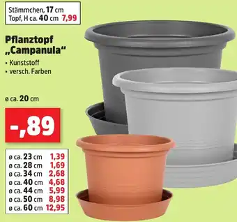 Thomas Philipps Pflanztopf ,,Campanula" Angebot