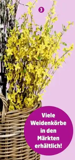 Thomas Philipps Künstliche Forsythienstängel Angebot