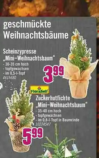 Hornbach Scheinzypresse „mini-weihnachtsbaum” Zuckerhutfichte „mini-weihnachtsbaum” Floraself Angebot