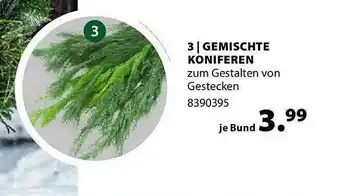 Dehner Gemischte Koniferen Angebot