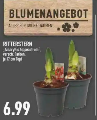 Marktkauf Ritterstern „amaryllis Hippeastrum” Angebot