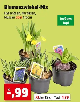 Thomas Philipps Blumenzwiebel-mix Angebot