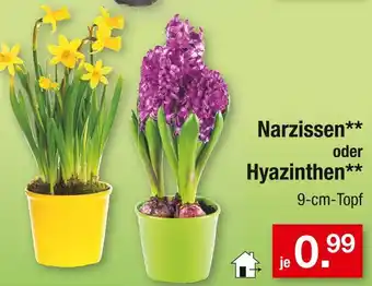 Zimmermann Narzissen oder hyazinthen Angebot