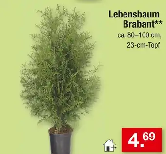 Zimmermann Lebensbaum brabant Angebot