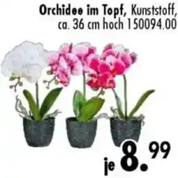 Möbel Boss Orchidee im Topf Angebot