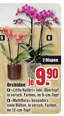 B1 Discount Baumarkt Orchidee Angebot