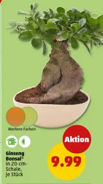 PENNY Ginseng Bonsai Angebot