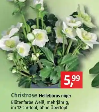 Bauhaus Christrose helleborus niger Angebot