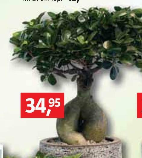 drachenbaum erde kaufen Drachenbaum 'Lemon Lime' | kaufen