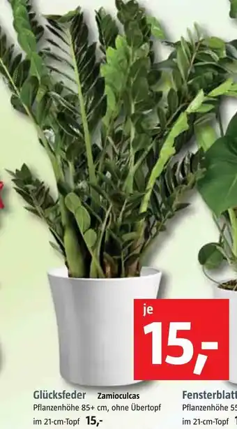 Bauhaus Glücksfeder zamioculcas Angebot