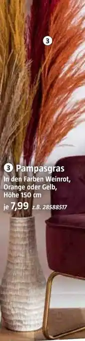 Bauhaus Pampasgras Angebot