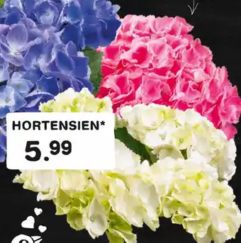 E-Center Hortensien Angebot