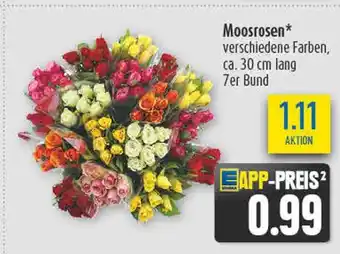 diska Moosrosen Angebot