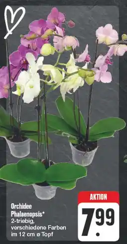 Edeka Orchidee phalaenopsis Angebot