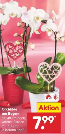 Netto Marken-Discount Orchidee am Bogen Angebot