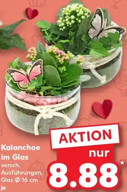 Kaufland Kalanchoe im Glas Angebot