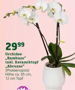 Pflanzen Kölle Orchidee bambuso inkl. keramiktopf abruzzo Angebot