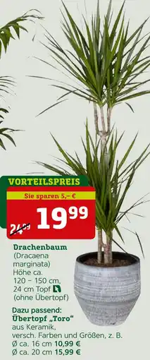 Pflanzen Kölle Dracaena drachenbaum Angebot