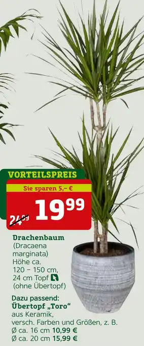 Pflanzen Kölle Dracaena drachenbaum Angebot