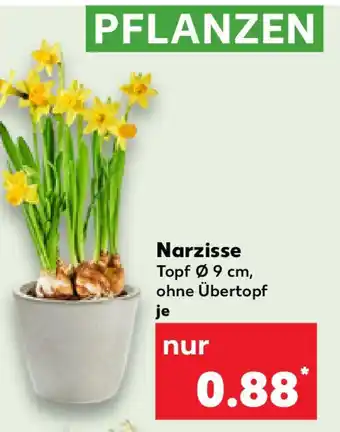 Kaufland Narzisse Angebot