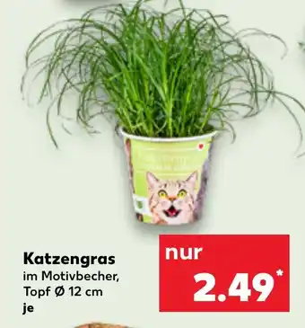 Kaufland Katzengras Angebot