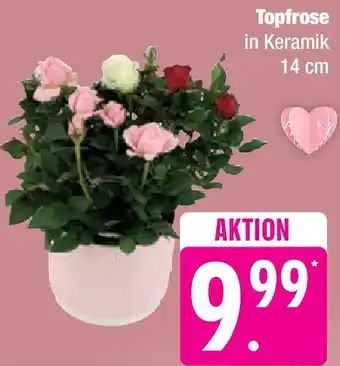 Edeka Topfrose Angebot