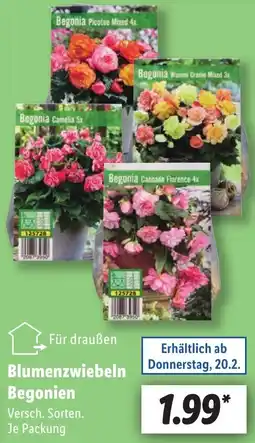 Lidl Blumenzwiebeln Begonien Angebot