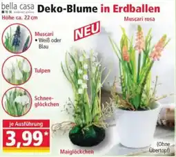 Norma bella casa Deko-Blume in Erdballen Angebot