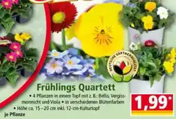 Norma Frühlings Quartett Angebot