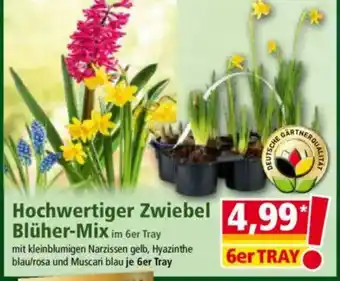 Norma Hochwertiger Zwiebel Blüher-Mix Angebot