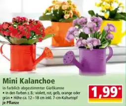 Norma Mini Kalanchoe Angebot