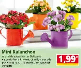 Norma Mini Kalanchoe Angebot