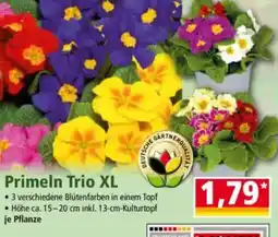 Norma Primeln Trio XL Angebot