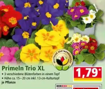 Norma Primeln Trio XL Angebot