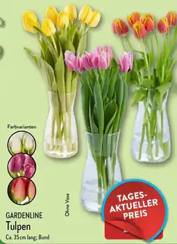 Aldi Nord GARDENLINE Tulpen Angebot